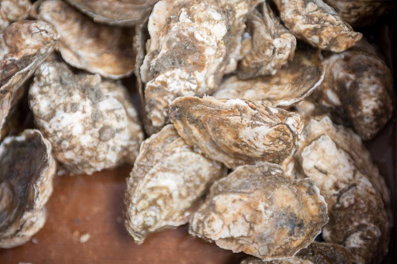 Clump of oysters