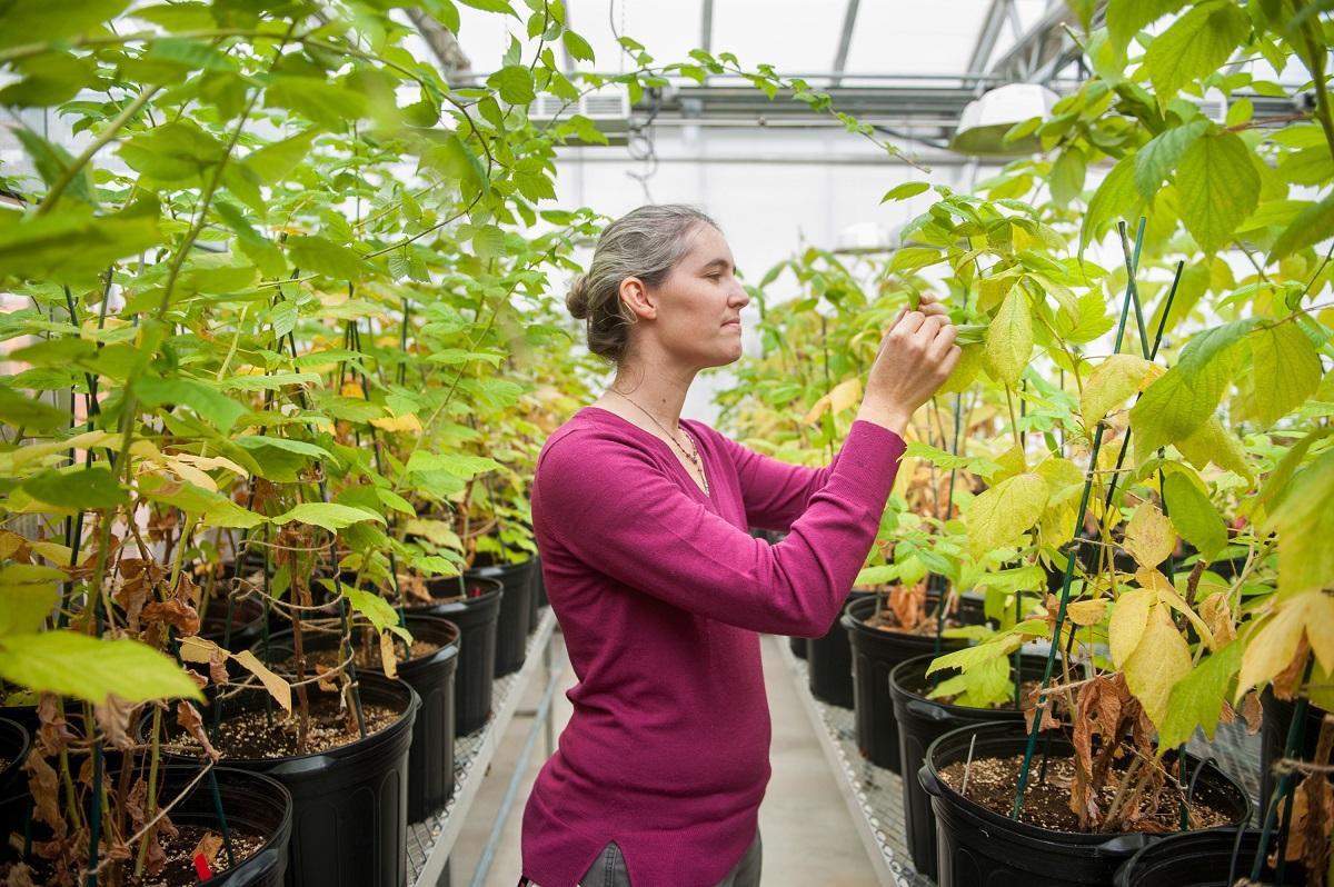 Researcher in a greenhouse