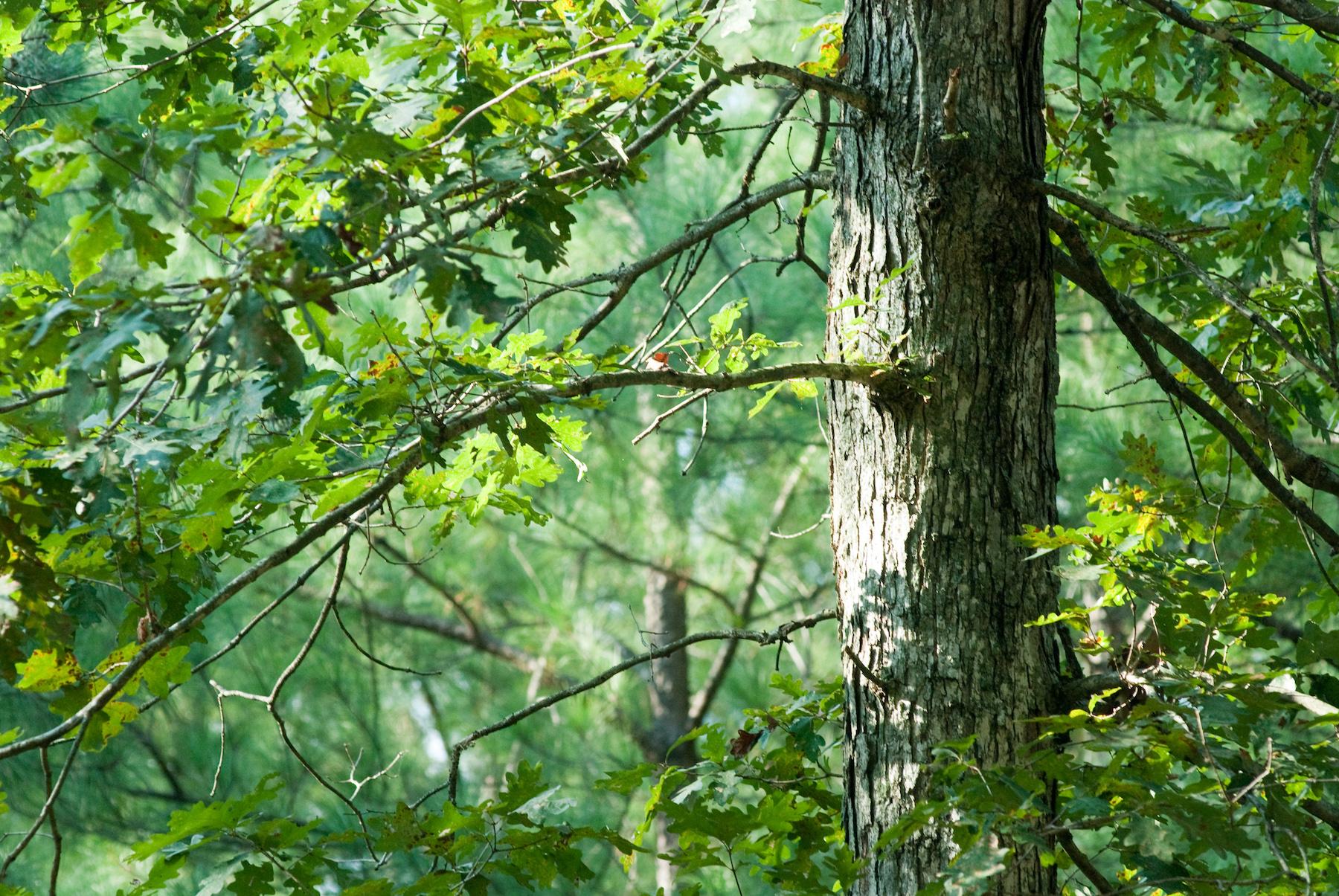 segment of tree trunk and branches with leaves