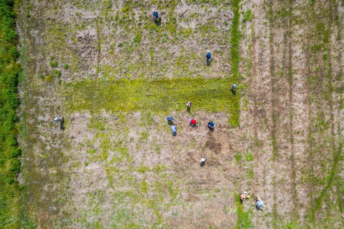 patchy field