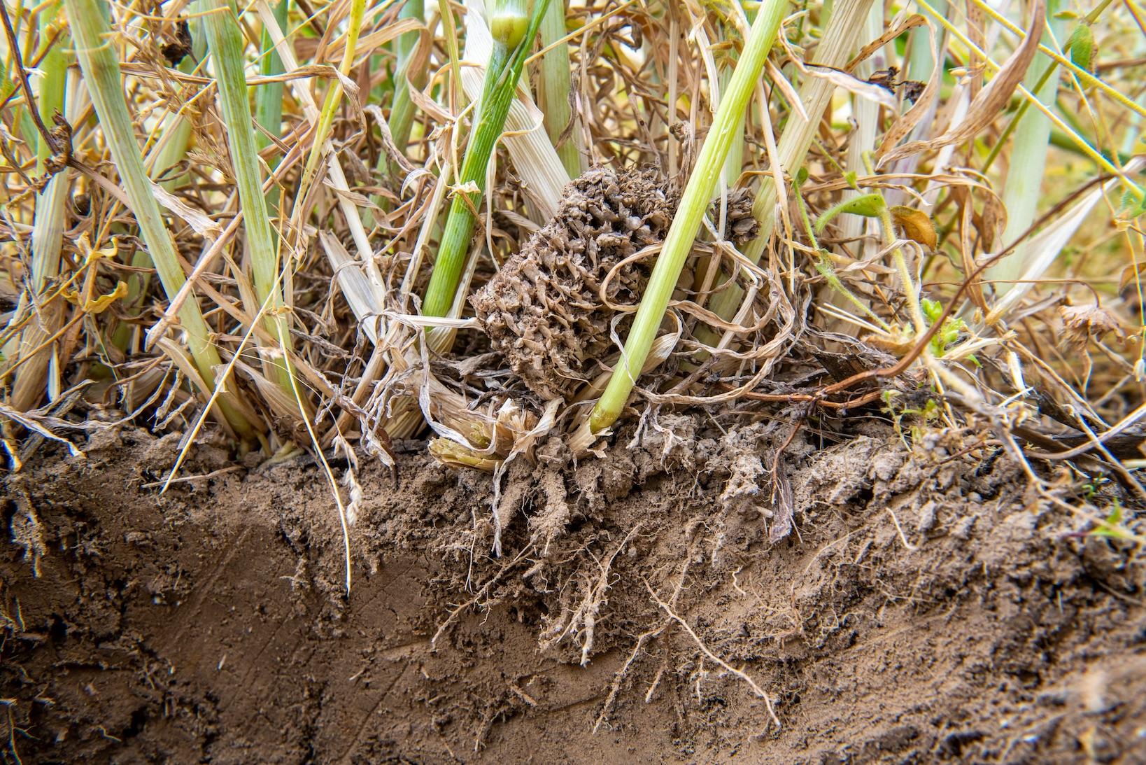close up of plant roots in dirt